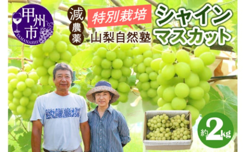減農薬「特別栽培」やまなし自然塾の甲州市産シャインマスカット 約2kg【2025年発送】（YSGK）B18-160　【シャインマスカット 葡萄 ぶどう ブドウ 令和7年発送 期間限定 山梨県産 甲州市 フルーツ 果物】