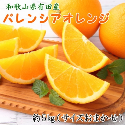 和歌山県有田産バレンシアオレンジ約5kg（サイズおまかせ）※2023年6月下旬～7月下旬ごろ順次発送予定（お届け日指定不可） 