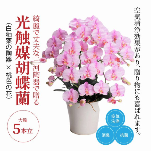綺麗で丈夫な三河陶器で贈る光触媒胡蝶蘭大輪５本立（白釉薬の陶器×桃色の花）　H100-095 676868 - 愛知県碧南市