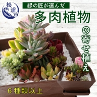 【B0-128】緑の匠が選んだ多肉植物の寄せ植え　スクエア鉢