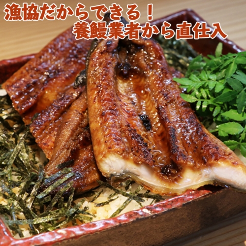 A1-0201/【大隅うなぎ】漁協だからできる!養鰻業者から直仕入大判蒲焼2尾
