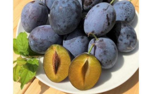 8-013-023　秋香園のおまかせプルーン2.2kg（8月下旬～発送）