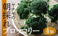 R6年産　ブロッコリー　2L×4ケ　ヤナセ農園/007-27165-a01A