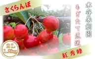 6-022-008　木谷果樹園のさくらんぼ 紅秀峰（2L）1.2kg