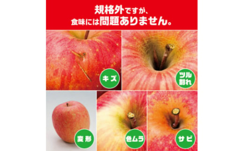 今年も約10kgお届けします!　訳ありりんご「サンふじ」24～46個入＜R6年12月中旬～発送開始＞【1333055】