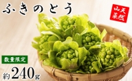 [ 期間限定 ] 天然山菜 ふきのとう 約240g / じじちゃん 旬 フキノトウ ばっけ 産地直送