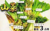 天然山菜 食べ比べセット 約350g ／ 期間限定 天ぷら 春 旬