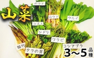 天然山菜 食べ比べセット 約550g ／ 期間限定 天ぷら 春 旬