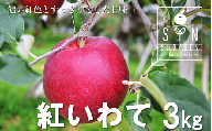 【先行予約】 松陽園 樹上完熟 りんご 紅いわて 3kg 【2024年9月末ごろから発送予定】 農家直送