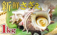 日本海の新鮮さざえ　1kg【サザエ 魚介類 魚貝類 貝類 さざえ 新鮮 日本海 山陰沖 佃煮 つぼ焼き おつまみ 冷蔵】