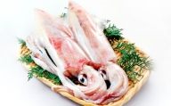 日本海の新鮮いか　500g【魚貝類 魚介類 イカ あおりいか やりいか 真いか 白いか 甲いか 旬なもの 新鮮 冷蔵】