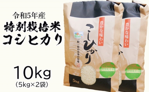 令和五年特別栽培米 コシヒカリ 10kg お米 コシヒカリ 692856 - 茨城県常総市
