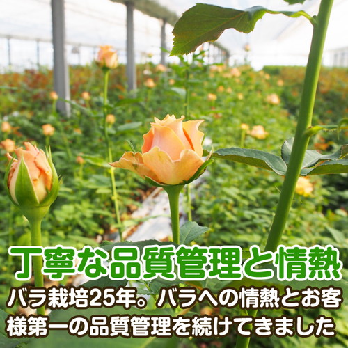 バラの花 約本 花のまち御坊産の薔薇 生産者から新鮮直送 Au Pay ふるさと納税