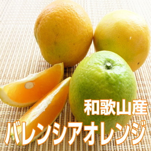 バレンシアオレンジ 5kg(めずらしい国産です) 69339 - 和歌山県御坊市