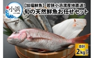 【加福鮮魚】「若狭小浜湾産地直送」旬の天然鮮魚お任せセット！ 計2kg以上