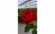 薔薇の花束単色10本セット【レッドエレガンス（赤色）】