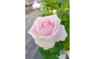 薔薇の花束単色10本セット【スィートアヴァランチェ（淡いピンク）】