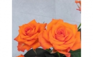 薔薇の花束単色10本セット【マドリード（濃いオレンジ）】