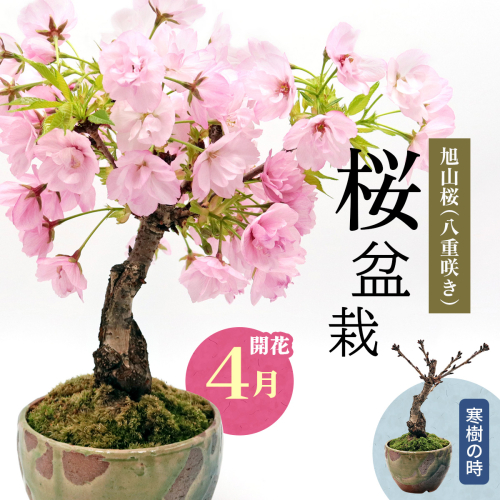 【季節限定】桜盆栽 [1986] 69963 - 奈良県香芝市