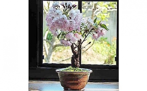 【季節限定】桜盆栽 [1122] 69963 - 奈良県香芝市