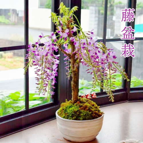 【季節限定】藤盆栽 [1123] 69998 - 奈良県香芝市
