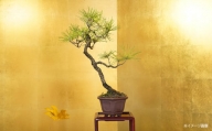赤松盆栽（小型サイズ）　【11100-0057】
