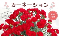 No.7 CARNATION (赤) カーネーション 本庄産 鉢植え 花 フラワー 赤系 レッド 母の日 ギフト 贈り物 関東 F5K-059