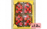 秩父のやよいひめ 4パック / 苺 イチゴ いちご 果物 フルーツ 埼玉県 特産