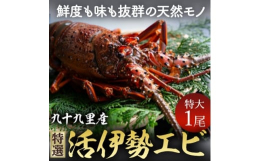 千葉県旭市より漁師直送!鮮度抜群天然物の活け伊勢海老、1尾/約400〜500gをおがくず又は紙パッキンに入れ活きたままお届けします。(稀に温度が下がりすぎて仮死状態で届く場合がございます、また網から外