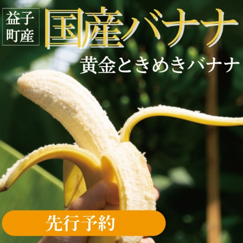 CA001　【先行予約】黄金ときめきバナナ 707274 - 栃木県益子町