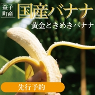 CA001　【先行予約】黄金ときめきバナナ