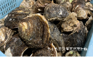 職人漁師が採る天然茂牡蠣”小2kg入り（6～8個） [№5743-0237]