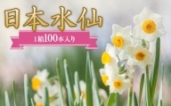 日本水仙（生花）1箱100本入り 花束 ギフト F22X-112
