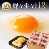 新鮮な生卵 「 鮮々生々セット 」 【 卵 鶏 たまご 】 宮崎県川南町