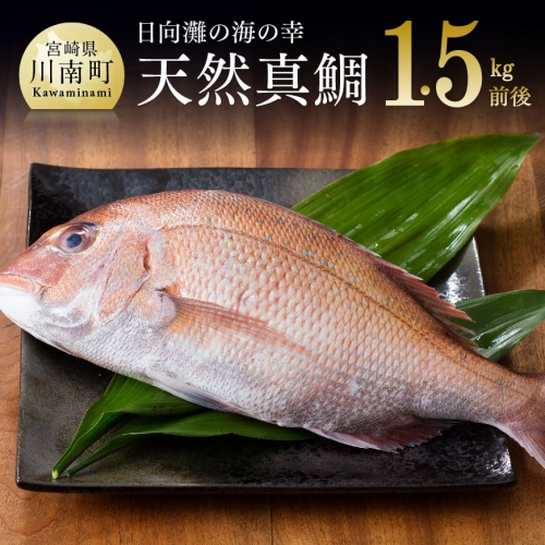 『日向灘の海の幸』 天然真鯛 （活き締め）  【 魚介類 鮮魚 魚 鯛 タイ 】 宮崎県川南町 71035 - 宮崎県川南町