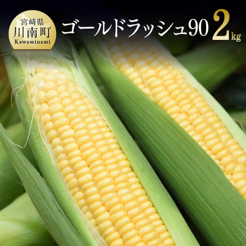 【令和7年発送】政岡さんちのスイートコーン『ゴールドラッシュ90』2kg 【 先行予約 数量限定 期間限定 とうもろこし スイートコーン 2025年発送 先行受付 宮崎県産 九州産 】 71095 - 宮崎県川南町