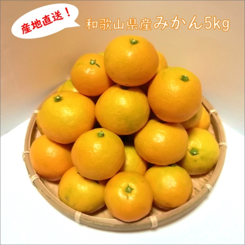 みかんの産地和歌山日高地方からお届け!みかん 5kg《先行予約》2026年11月頃から順次発送予定 71373 - 和歌山県御坊市