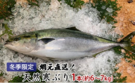[№5984-0131]【納品日指定不可】網元直送！天然能登寒ぶり1本（約6～7kg） 魚介類 活〆