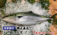[№5984-0133]【納品日指定不可】網元直送！天然能登寒ブリ1本（約10～11kg） 魚介類 活〆 ぶり