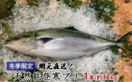 [№5984-0134]【納品日指定不可】網元直送！天然能登寒ブリ1本（約12kg） 魚介類 活〆 ぶり