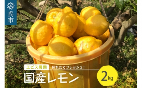 ＜選べる配送時期＞採れたてフレッシュ！皮まで安心！希少な国産レモン　2.0kg 717617 - 広島県呉市