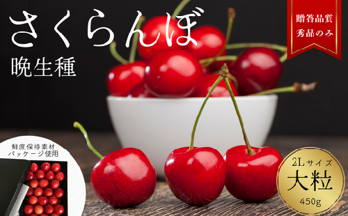 YN03-25A さくらんぼ 晩生種 大粒 秀 2L玉クラス 約450g 【ハウス栽培】／2025年6月下旬～7月中旬頃 配送予定 // 長野県 南信州 さくらんぼ サクランボ チェリー 紅秀峰 山形美人 ナポレオン 紅てまり ハウス 栽培 大玉