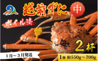 【先行予約】越前港より直送！ 越前がに 中 (約550g～700g) 2杯 【1月～3月発送予定】