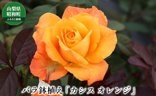 バラ鉢植え「カシス オレンジ」 723811 - 山梨県昭和町