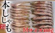 北海道産 ししゃもM40尾セット 魚介類 ししゃも 魚 海鮮 海の幸 北海道 日高 本ししゃも Mサイズ オス メス