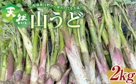 FYN9-778 《先行予約》『山菜ときのこの里西川町』 山里の春の香り 天然ウド 2kg うど