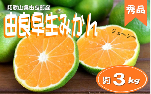 ＼レビューキャンペーン中／【先行予約】＜秀品＞ 和歌山由良町産 由良早生みかん 約3kg サイズおまかせ【sml107C】