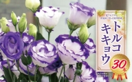 トルコキキョウ 30本 | 花 お花 はな ハナ フラワー キキョウ ききょう トルコキキョウ 長野県 松川村 北アルプス