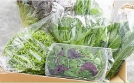水耕 栽培 新鮮 葉物 野菜 Aセット | GreensFarm ホタル サラダ  和え物 M06S05