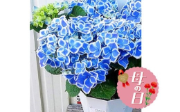 ブルー系の紫陽花品種で人気のものを厳選してお届けします。チボリ・ババリア・舞姫等 ※画像はイメージです。 ※品種の指定はできません。 ※個体差や季節により、画像とは姿、形が異なります。 ※サイズ表記、